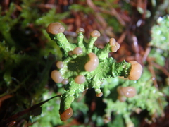 Cladonia peziziformis