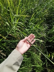 Schoenoplectus lacustris