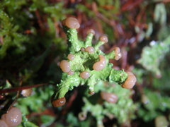 Cladonia peziziformis