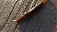 Limacoidea