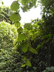 Mucuna mutisiana