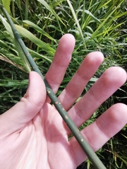 Schoenoplectus lacustris