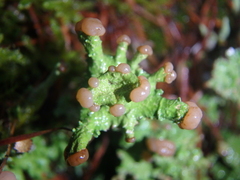 Cladonia peziziformis