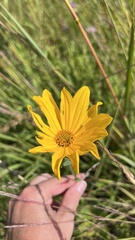 Helianthus pauciflorus