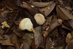 Lycoperdon caudatum