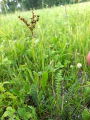 Filipendula vulgaris