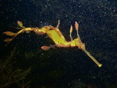 Phyllopteryx taeniolatus