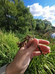 Schoenoplectus lacustris