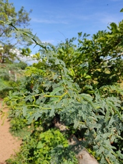 Prosopis juliflora