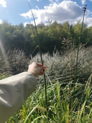 Schoenoplectus lacustris