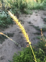 Setaria leucopila