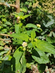 Lantana camara