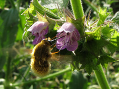 Bombyliini