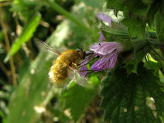 Bombyliini