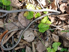 Dendrelaphis tristis
