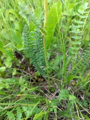 Filipendula vulgaris