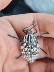 Julodis sulcicollis