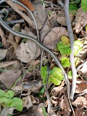 Dendrelaphis tristis