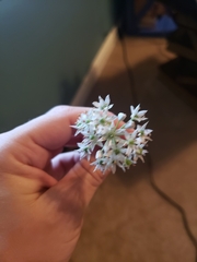 Allium tuberosum