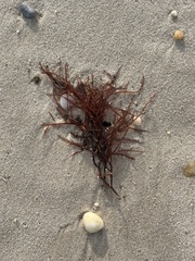 Gracilaria