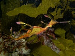 Phyllopteryx taeniolatus