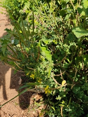Cleome viscosa