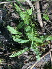 Asplenium platyneuron