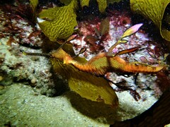 Phyllopteryx taeniolatus