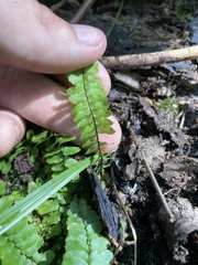 Asplenium platyneuron