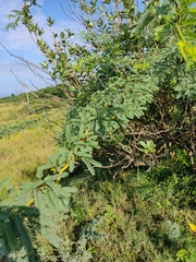 Prosopis juliflora