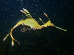 Phyllopteryx taeniolatus