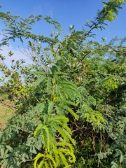 Prosopis juliflora