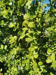 Portulacaria afra