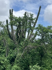 Pachycereus pecten-aboriginum