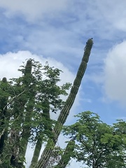 Pachycereus pecten-aboriginum