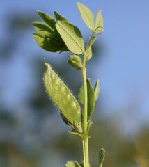 Vicia johannis