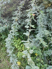 Prosopis juliflora