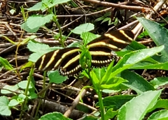 Heliconius charithonia