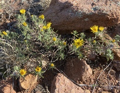 Xanthisma spinulosum