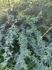 Prosopis juliflora