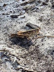 Schistocerca americana