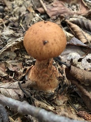 Cortinarius armillatus