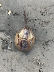 Limulus polyphemus