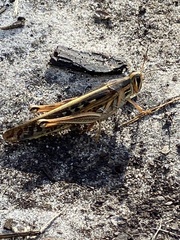 Schistocerca americana