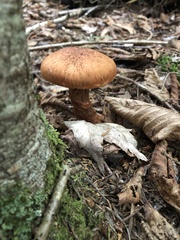 Cortinarius armillatus