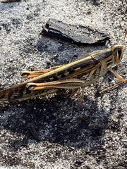 Schistocerca americana