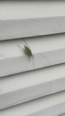 Pterophylla camellifolia