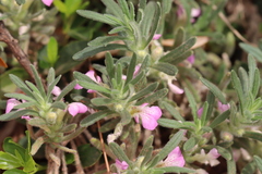 Ajuga iva