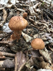 Cortinarius armillatus