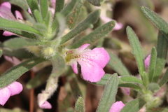 Ajuga iva